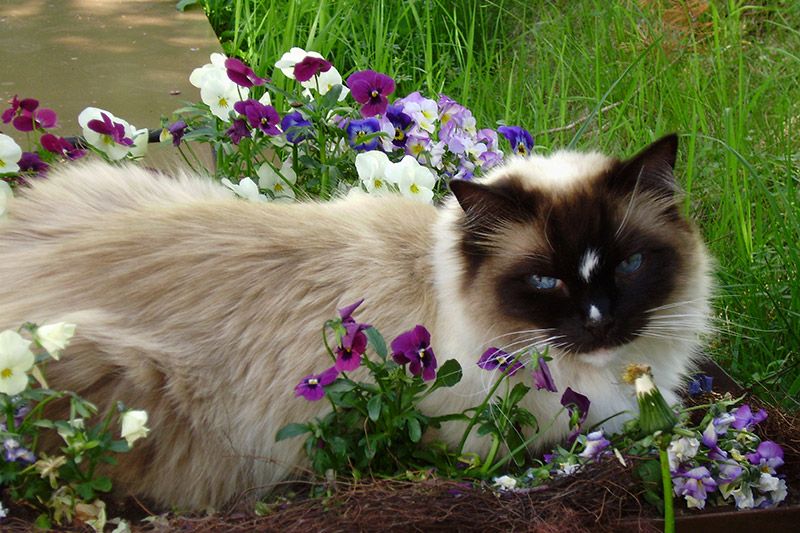 Katze Urlaub am Bauernhof Alpenglühen Tirol