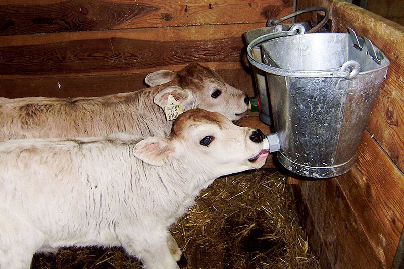 Kälber füttern Urlaub am Bauernhof Alpenglühen Tirol